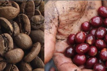 Why Pacamara is unique to El Salvador