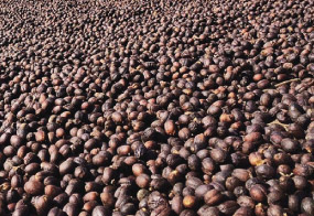 Stack of coffee beans